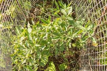 Cabildo y Ayuntamiento reforestan 7,7 hectáreas con 3.515 plantas termófilas (Foto Borja Suárez/C7)