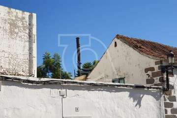 El jardín del CAI Santa Rosalía 'pierde' dos antiguas palmeras canarias (Foto TA)