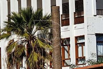 El jardín del CAI Santa Rosalía 'pierde' dos antiguas palmeras canarias (Foto TA)