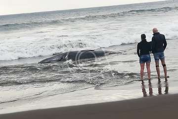 Cachalote muerto varado en la playa de Melenara (Foto TA y Naida Pérez González)