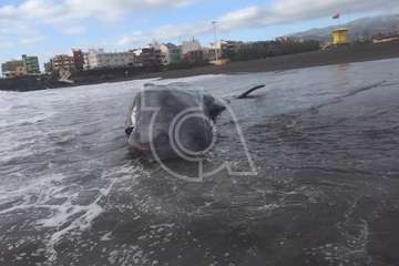 Cachalote muerto varado en la playa de Melenara (Foto TA y Naida Pérez González)