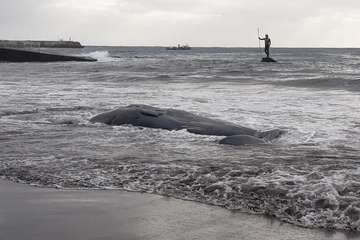 Cachalote muerto varado en la playa de Melenara (Foto TA y Naida Pérez González)