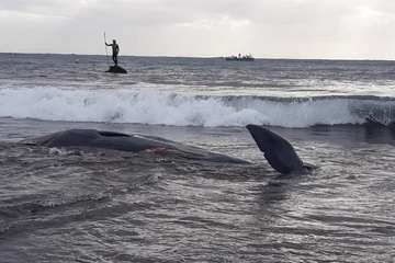Cachalote muerto varado en la playa de Melenara (Foto TA y Naida Pérez González)