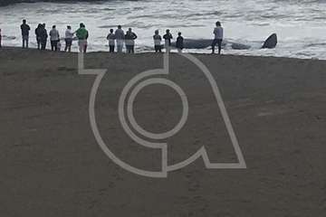 Cachalote muerto varado en la playa de Melenara (Foto TA y Naida Pérez González)