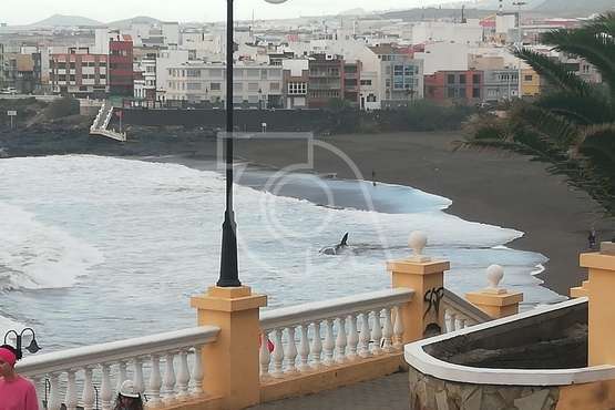 Cachalote muerto varado en la playa de Melenara (Foto TA y Naida Pérez González)