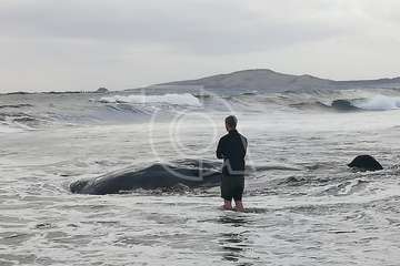 Cachalote muerto varado en la playa de Melenara (Foto TA y Naida Pérez González)