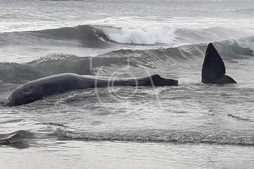 Cachalote muerto varado en la playa de Melenara (Foto TA y Naida Pérez González)