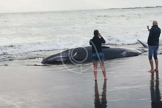 Cachalote muerto varado en la playa de Melenara (Foto TA y Naida Pérez González)