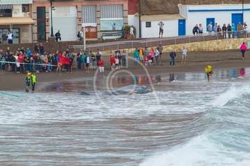 Cachalote muerto varado en la playa de Melenara (Foto Antonio Rico)