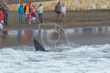 Cachalote muerto varado en la playa de Melenara (Foto Antonio Rico)
