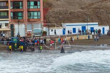 Cachalote muerto varado en la playa de Melenara (Foto Antonio Rico)