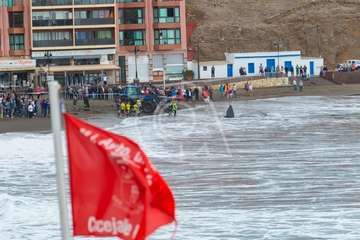 Cachalote muerto varado en la playa de Melenara (Foto Antonio Rico)