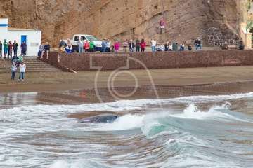 Cachalote muerto varado en la playa de Melenara (Foto Antonio Rico)