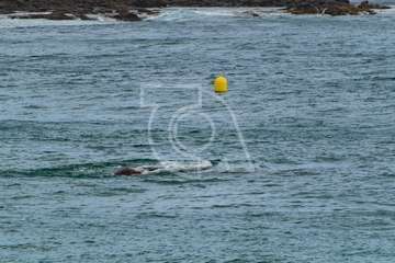 Cachalote muerto varado en la playa de Melenara (Foto Antonio Rico)