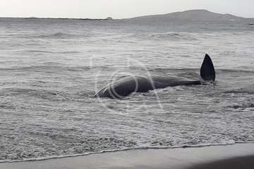 Cachalote muerto varado en la playa de Melenara (Foto TA y Naida Pérez González)