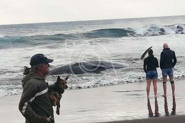 Cachalote muerto varado en la playa de Melenara (Foto TA y Naida Pérez González)