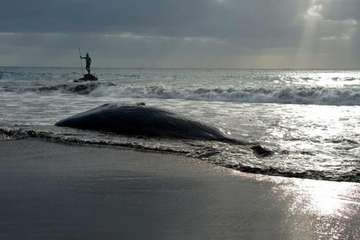 Cachalote muerto varado en la playa de Melenara (Foto TA y Naida Pérez González)