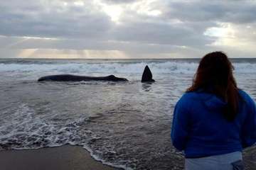 Cachalote muerto varado en la playa de Melenara (Foto TA y Naida Pérez González)