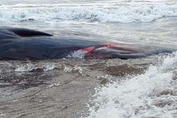 Cachalote muerto varado en la playa de Melenara (Foto TA y Naida Pérez González)