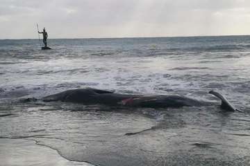 Cachalote muerto varado en la playa de Melenara (Foto TA y Naida Pérez González)