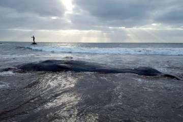 Cachalote muerto varado en la playa de Melenara (Foto TA y Naida Pérez González)
