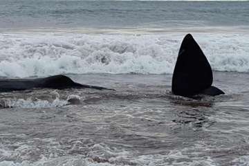 Cachalote muerto varado en la playa de Melenara (Foto TA y Naida Pérez González)