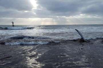 Cachalote muerto varado en la playa de Melenara (Foto TA y Naida Pérez González)