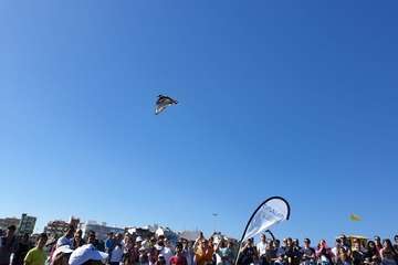 Suelta de una tortuga boba y de un vuelvepiedras en Melenara (Foto TA)