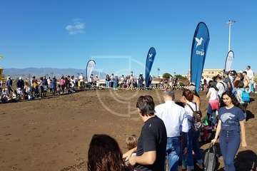 Suelta de una tortuga boba y de un vuelvepiedras en Melenara (Foto TA)