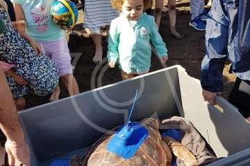 Suelta de una tortuga boba y de un vuelvepiedras en Melenara (Foto TA)