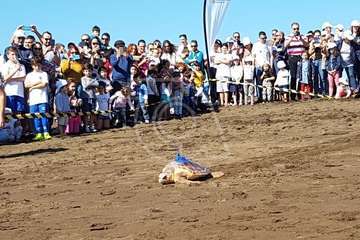 Suelta de una tortuga boba y de un vuelvepiedras en Melenara (Foto TA)
