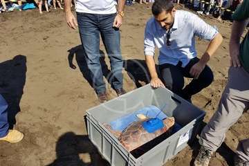 Suelta de una tortuga boba y de un vuelvepiedras en Melenara (Foto TA)