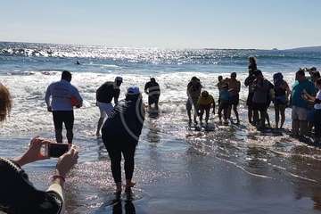 Suelta de una tortuga boba y de un vuelvepiedras en Melenara (Foto TA)