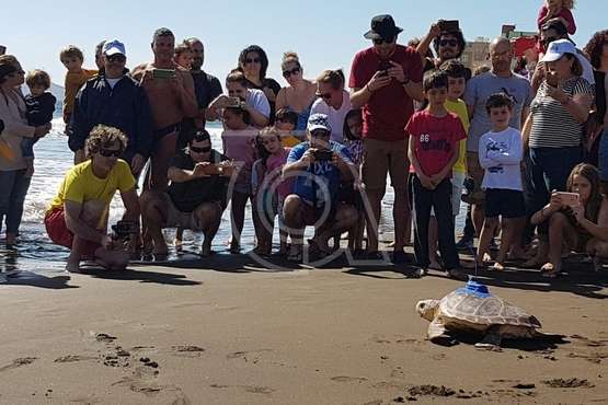 Suelta de una tortuga boba y de un vuelvepiedras en Melenara (Foto TA)