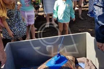 Suelta de una tortuga boba y de un vuelvepiedras en Melenara (Foto TA)