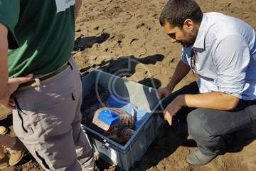 Suelta de una tortuga boba y de un vuelvepiedras en Melenara (Foto TA)
