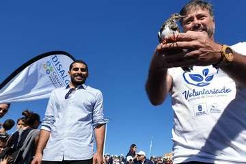 Suelta de una tortuga boba y de un vuelvepiedras en Melenara (Foto TA)