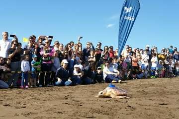 Suelta de una tortuga boba y de un vuelvepiedras en Melenara (Foto TA)