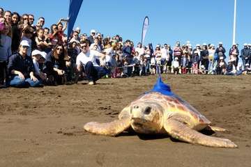 Suelta de una tortuga boba y de un vuelvepiedras en Melenara (Foto TA)