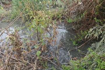 Vertido de aguas fecales en un barranquillo de Las Longueras (Foto cedida a TA)