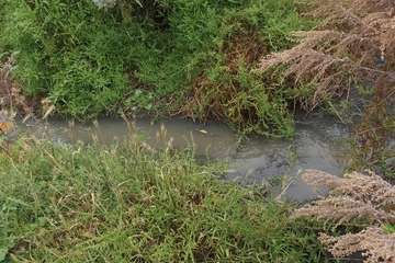 Vertido de aguas fecales en un barranquillo de Las Longueras (Foto cedida a TA)