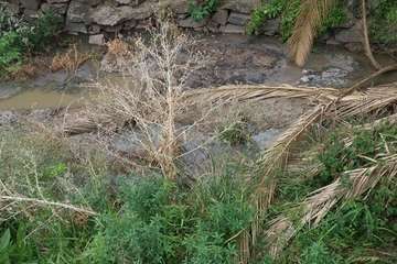 Vertido de aguas fecales en un barranquillo de Las Longueras (Foto cedida a TA)
