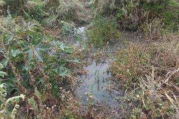 Vertido de aguas fecales en un barranquillo de Las Longueras (Foto cedida a TA)