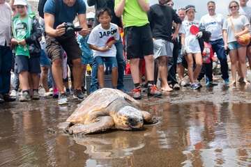 Limpieza de la playa de la Condesa, en la costa de Jinámar (Foto TA)