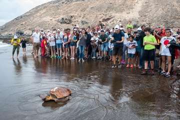 Limpieza de la playa de la Condesa, en la costa de Jinámar (Foto TA)