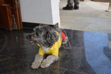 Telde acoge el acto de entrega de las Banderas Azules a los municipios canarios (Foto TA)