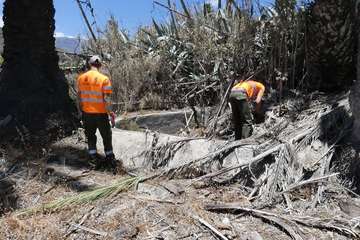 Dieciocho operarios se incorporan al dispositivo contra la culebra californiana (Foto Acfi Press)