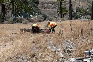 Dieciocho operarios se incorporan al dispositivo contra la culebra californiana (Foto Acfi Press)