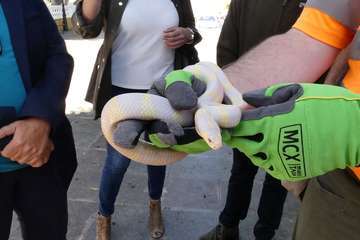 Dieciocho operarios se incorporan al dispositivo contra la culebra californiana (Foto Acfi Press)