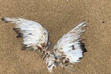 Limpieza llevada a cabo por voluntarios en la playa de Aguadulce (Foto TA)
